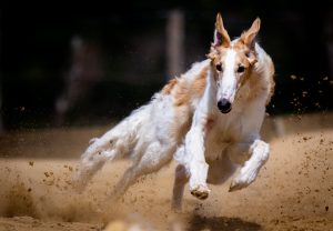 Top 5 Bangalore Race Course Betting: Tested & Ranked for Indian Players (2026)